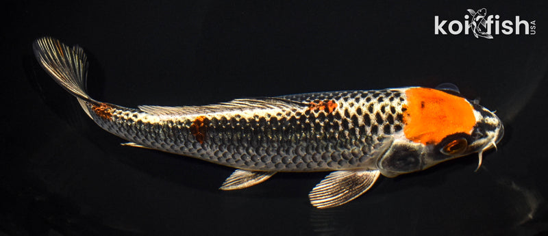 7.75" MARUTEN BENI GINGA