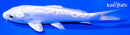 5.5" DOITSU PLATINUM OGON