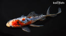 7.75" SHUBUNKIN GOLDFISH