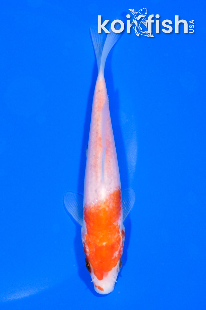 5.25" KOHAKU