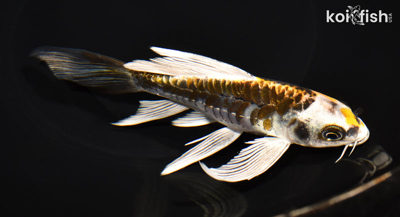 6.5" KIN KIKOKURYU BUTTERFLY