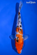 7.75" GINRIN SANKE