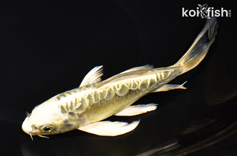 7.25" ARAGOKE KIN KIKOKURYU BUTTERFLY