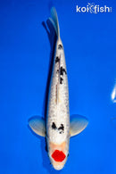 13.75" GINRIN TACHO SANKE