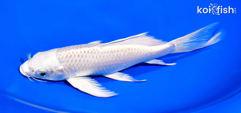 7.5" PLATINUM OGON BUTTERFLY