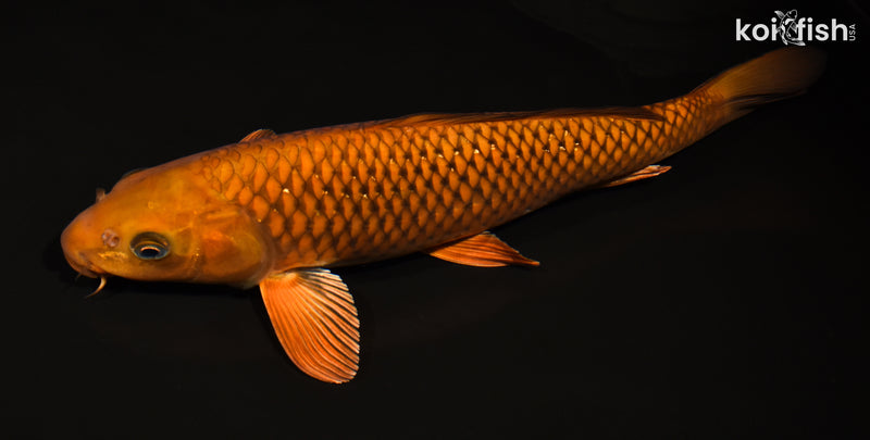 14.5" CHAGOI