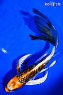 8" BENI GINGA BUTTERFLY