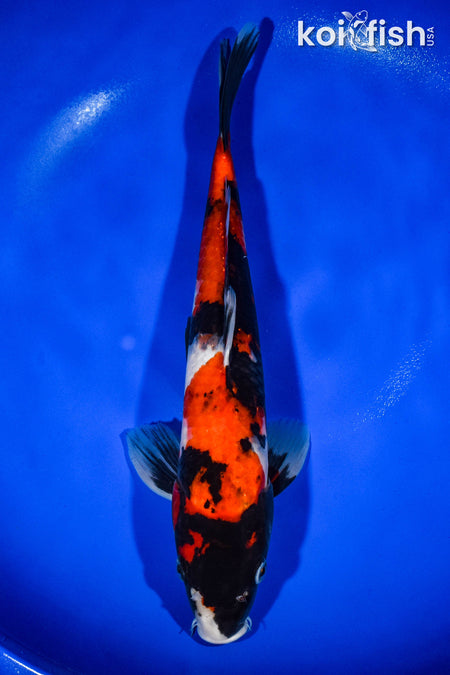 13.5" SHOWA