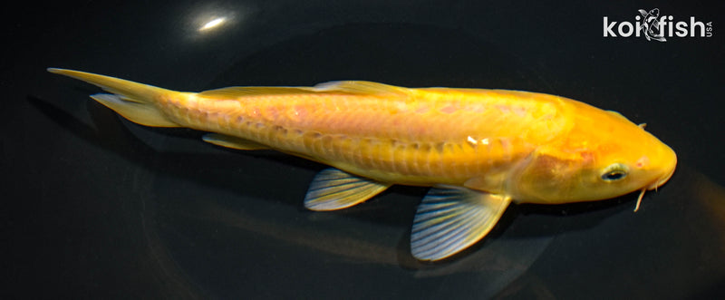 8.5" ARAGOKE KIGOI