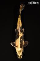 13.25" KIN KI UTSURI