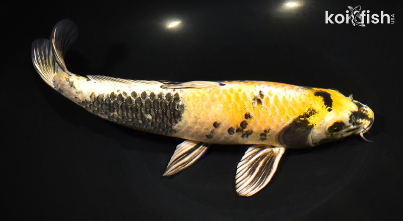 11.25" KIN KI SHOWA