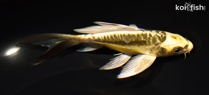 6" KIN KIKOKURYU BUTTERFLY