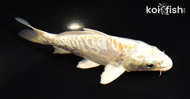 5.5" ARAGOKE LEMON HARIWAKE
