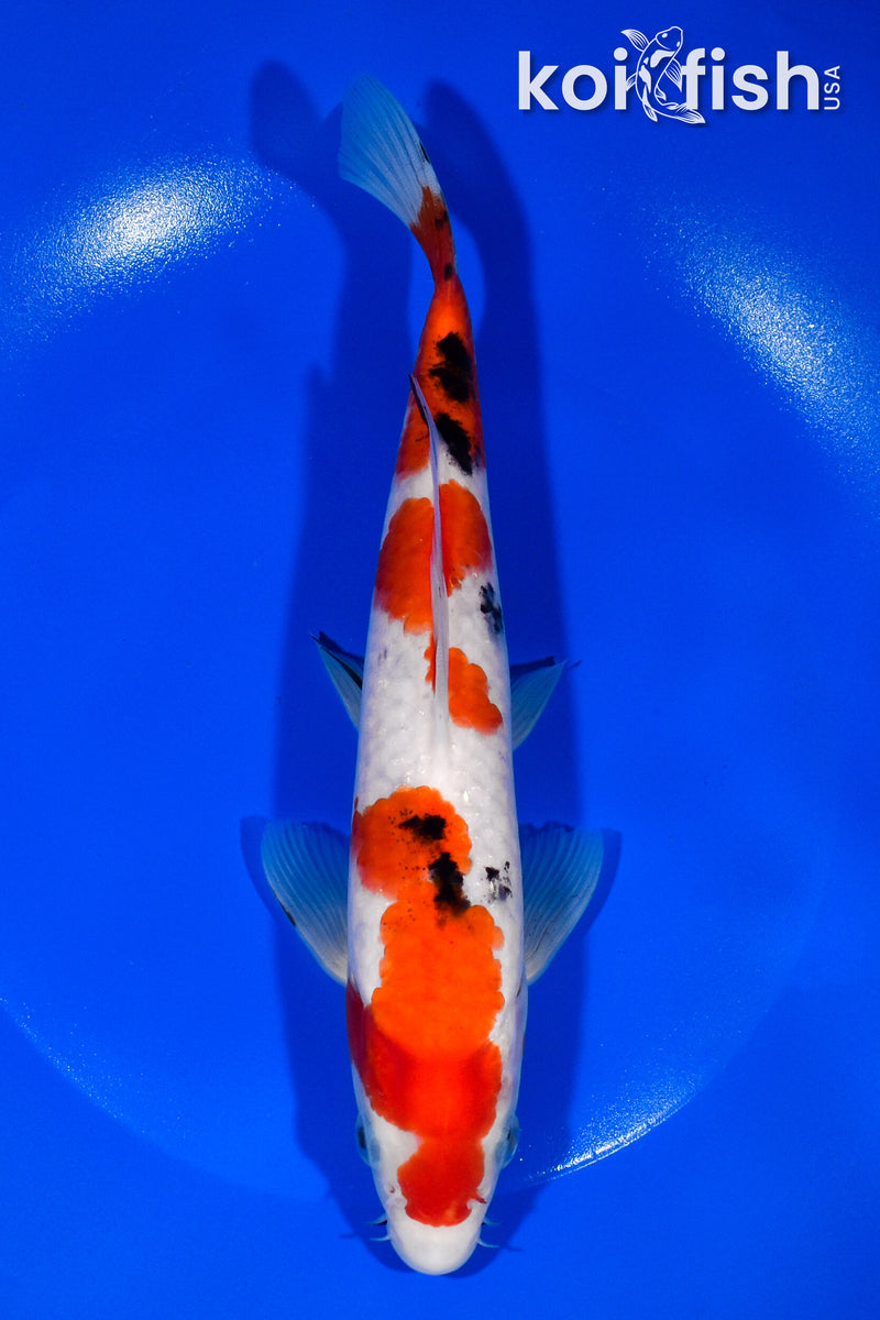 8.5" SANKE