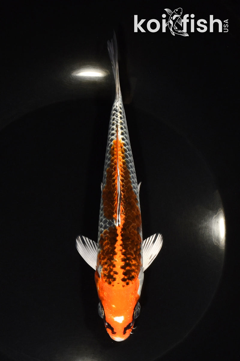 6.25" KUJAKU