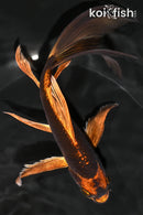 8.25" KIN ORENJI MATSUBA BUTTERFLY