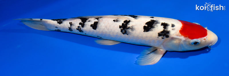 14.5" TANCHO SANKE