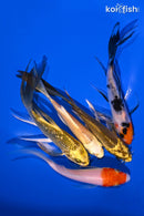 PACK OF (5) 4.25-5" BUTTERFLY KOI