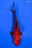 5" CALICO COMET GOLDFISH