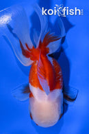 4.5" ORANDA GOLDFISH