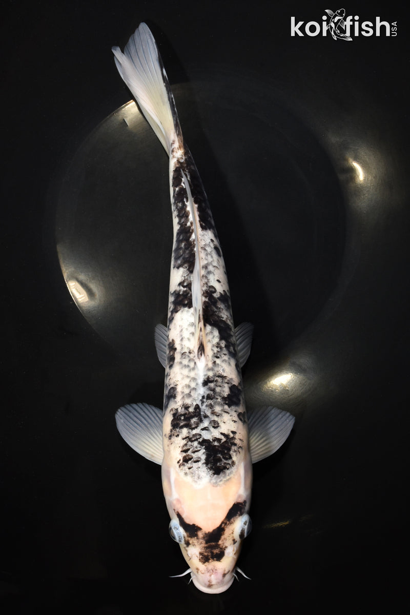 12" MATSUKAWABAKE