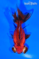 5" CALICO TELESCOPE FANTAIL GOLDFISH