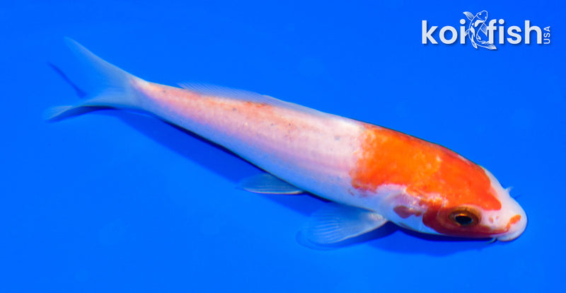 5.25" KOHAKU