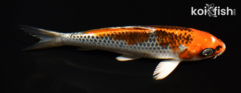 6.25" KUJAKU
