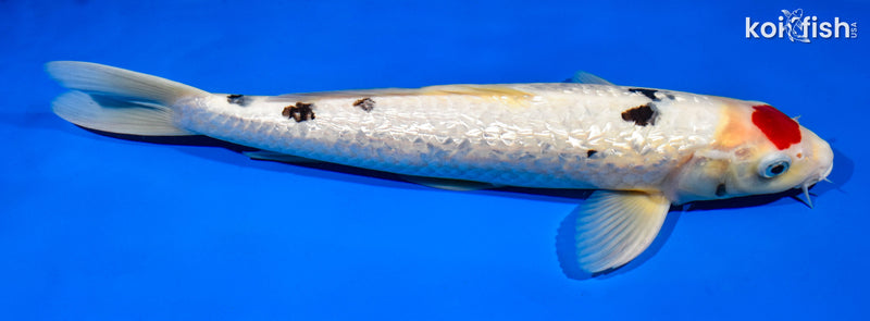 13.75" GINRIN TACHO SANKE
