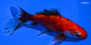 5" CALICO COMET GOLDFISH