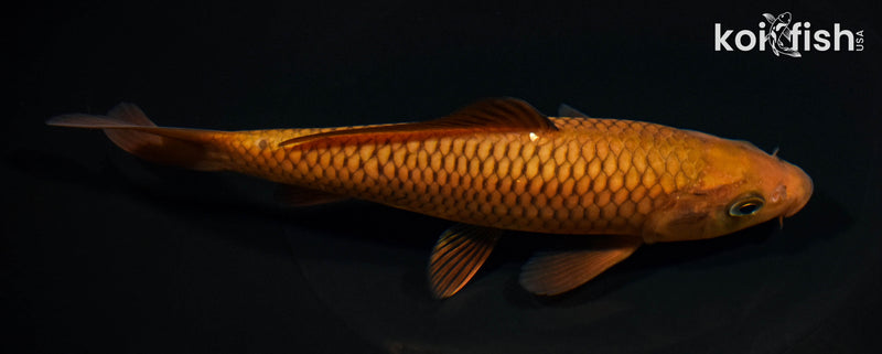 6.5" CHAGOI
