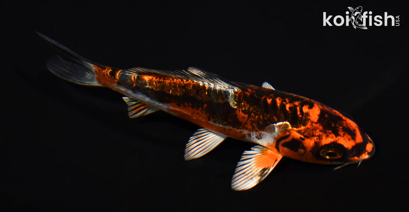 5" BENI KIKOKURYU