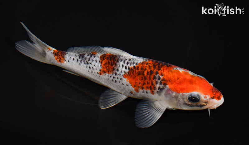 7" GOSHIKI