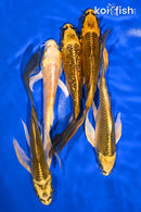 PACK OF (5) 5.5-6" BUTTERFLY KOI