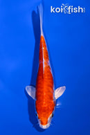 5.25" KIKUSUI
