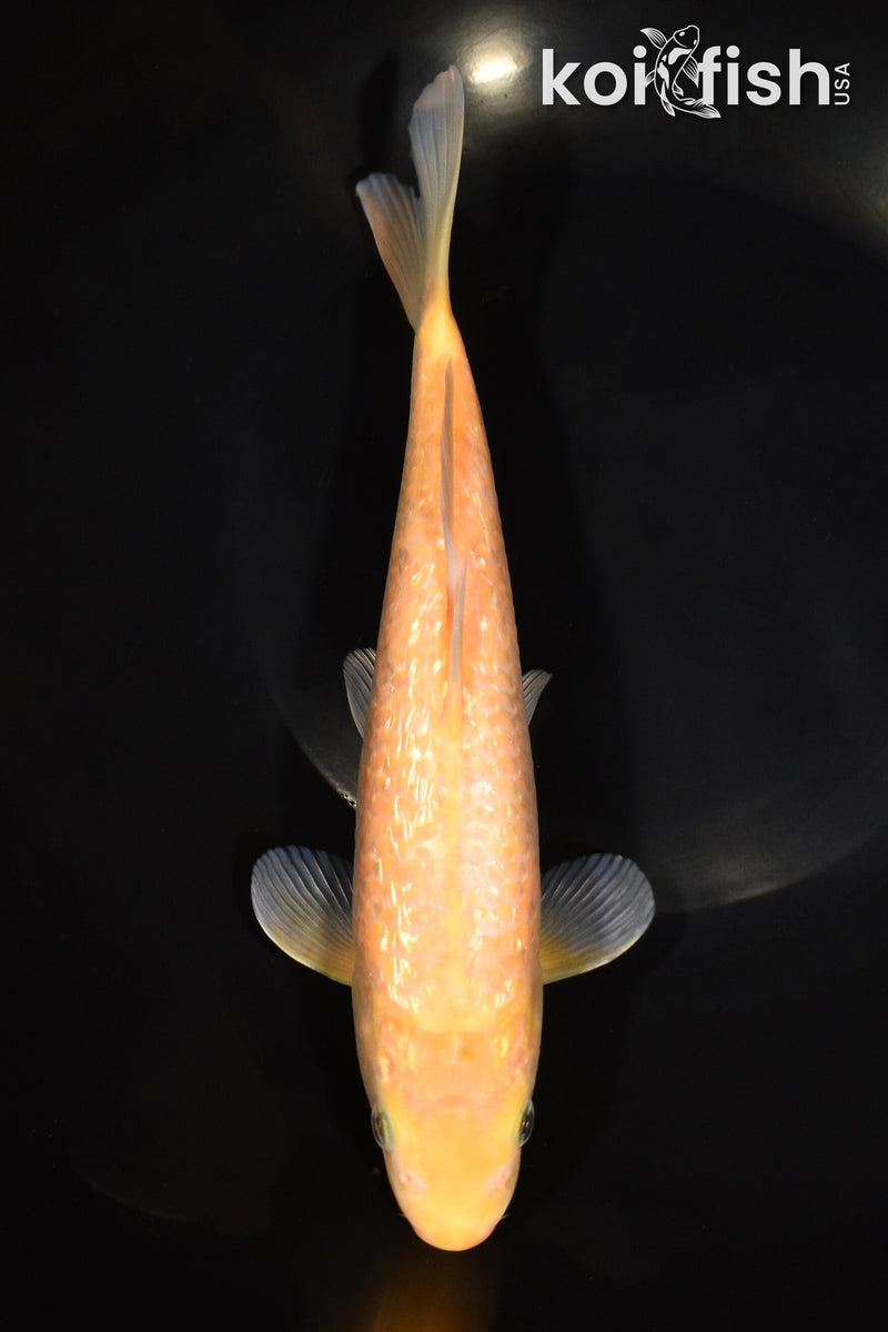9.5" GINRIN CHAGOI