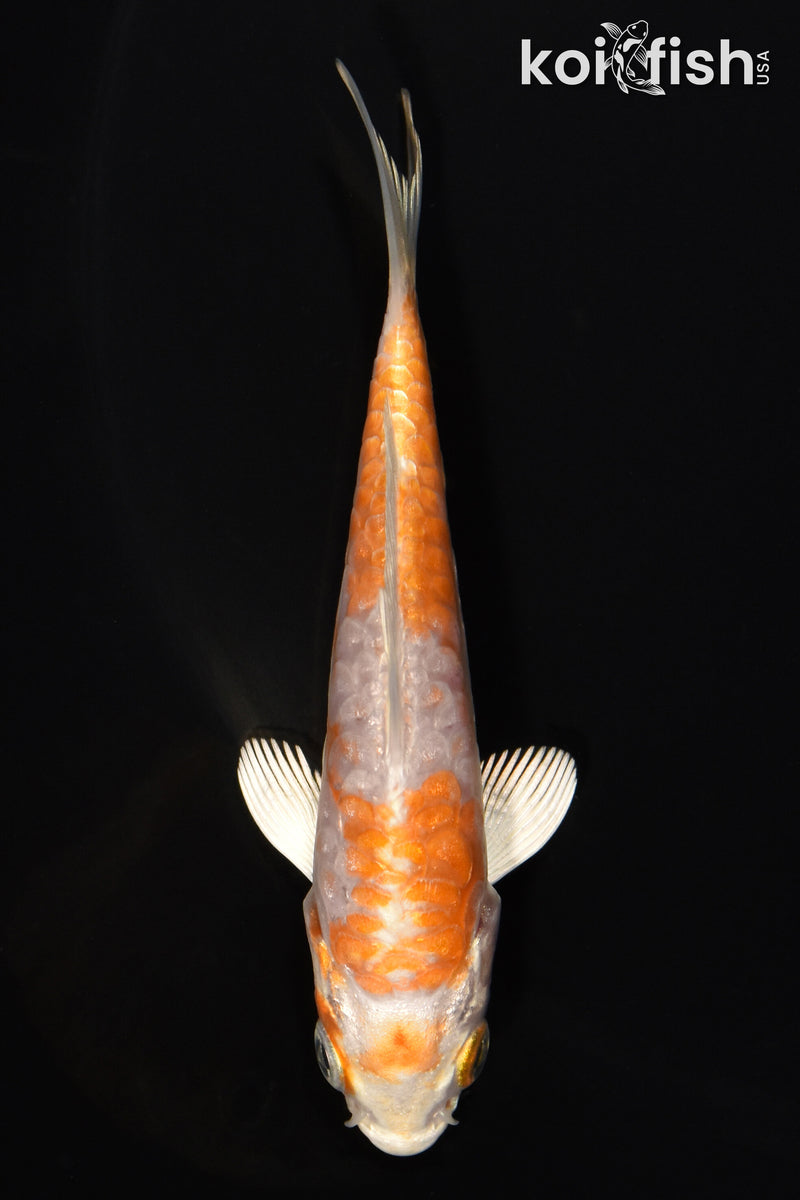 3.75" KIKUSUI