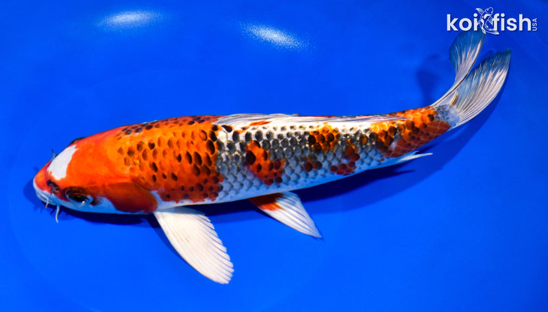 11" KUJAKU