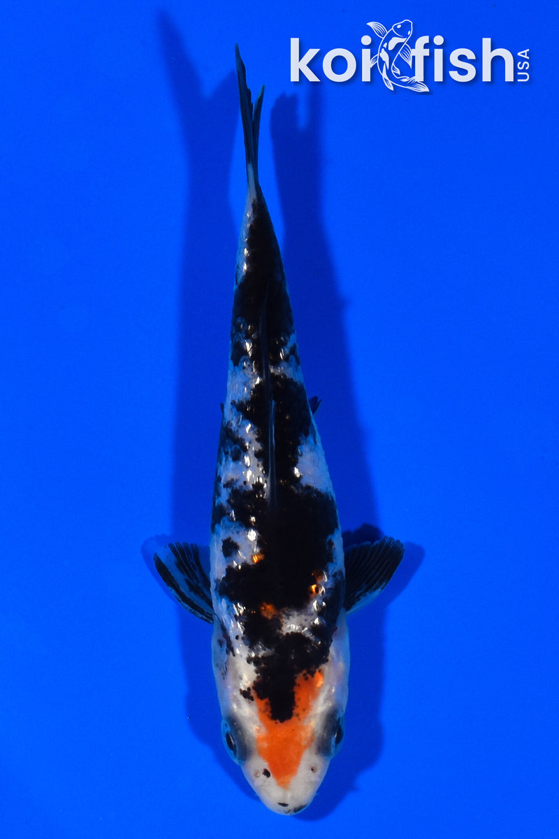 3.25" GINRIN SANKE