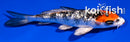 4" GINRIN KUCHIBENI YAMATO NISHIKI