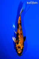 6" KIN HI UTSURI