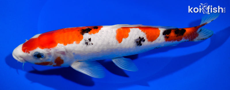 8.5" SANKE