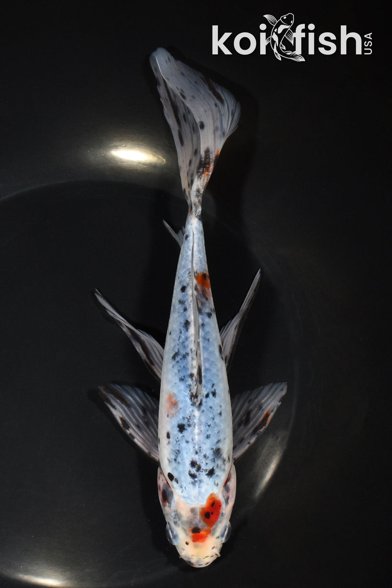 7.75" SHUBUNKIN GOLDFISH