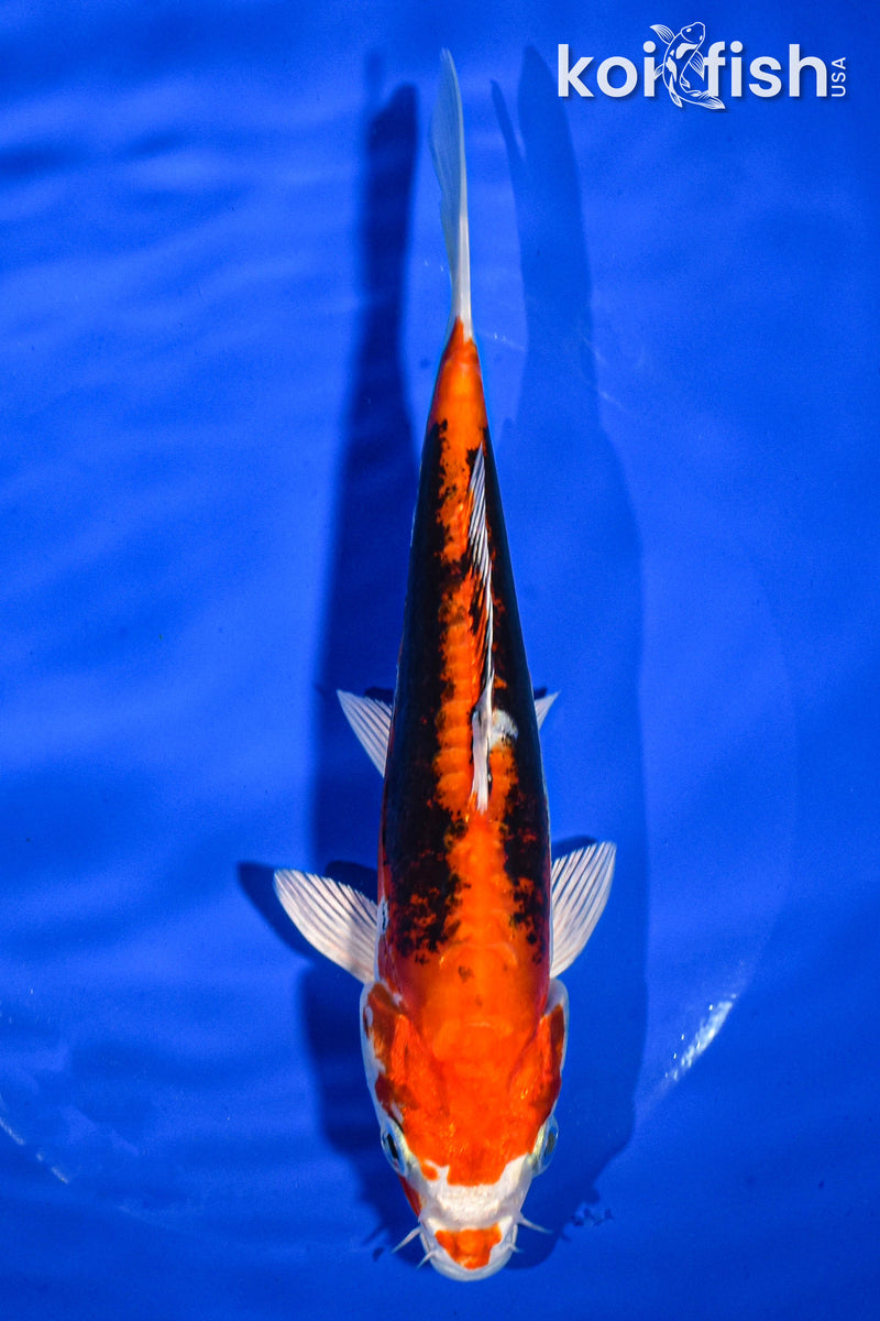 7" BENI KIKOKURYU