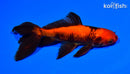 5.5" WATONAI GOLDFISH