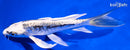 6" KIKOKURYU BUTTERFLY