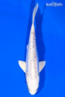 6" DOITSU PLATINUM OGON