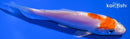 4.75" KIKUSUI