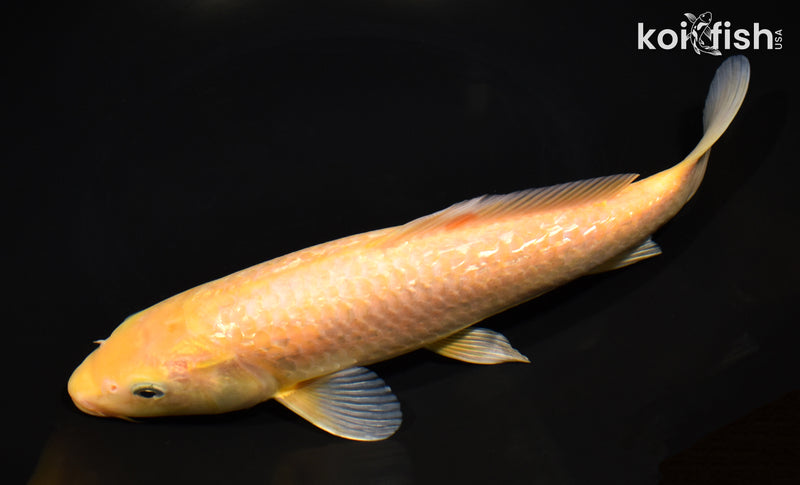 9.5" GINRIN CHAGOI