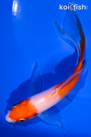 5.25" KOHAKU BUTTERFLY
